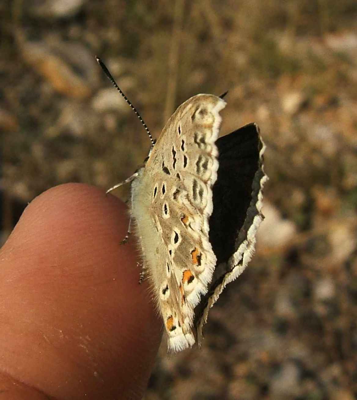 Polyommatus coridon Polyommatus coridon